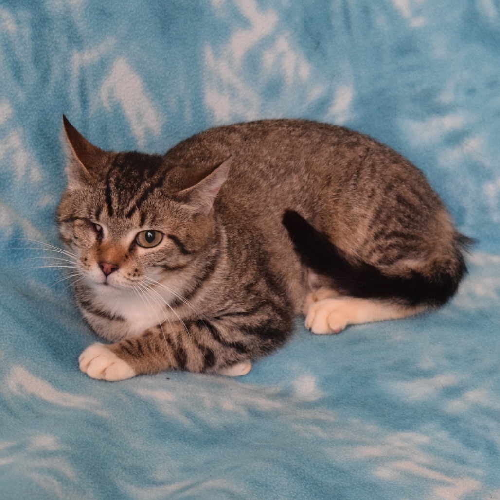 CeeCee, an adoptable Domestic Short Hair in Eureka, CA, 95503 | Photo Image 3