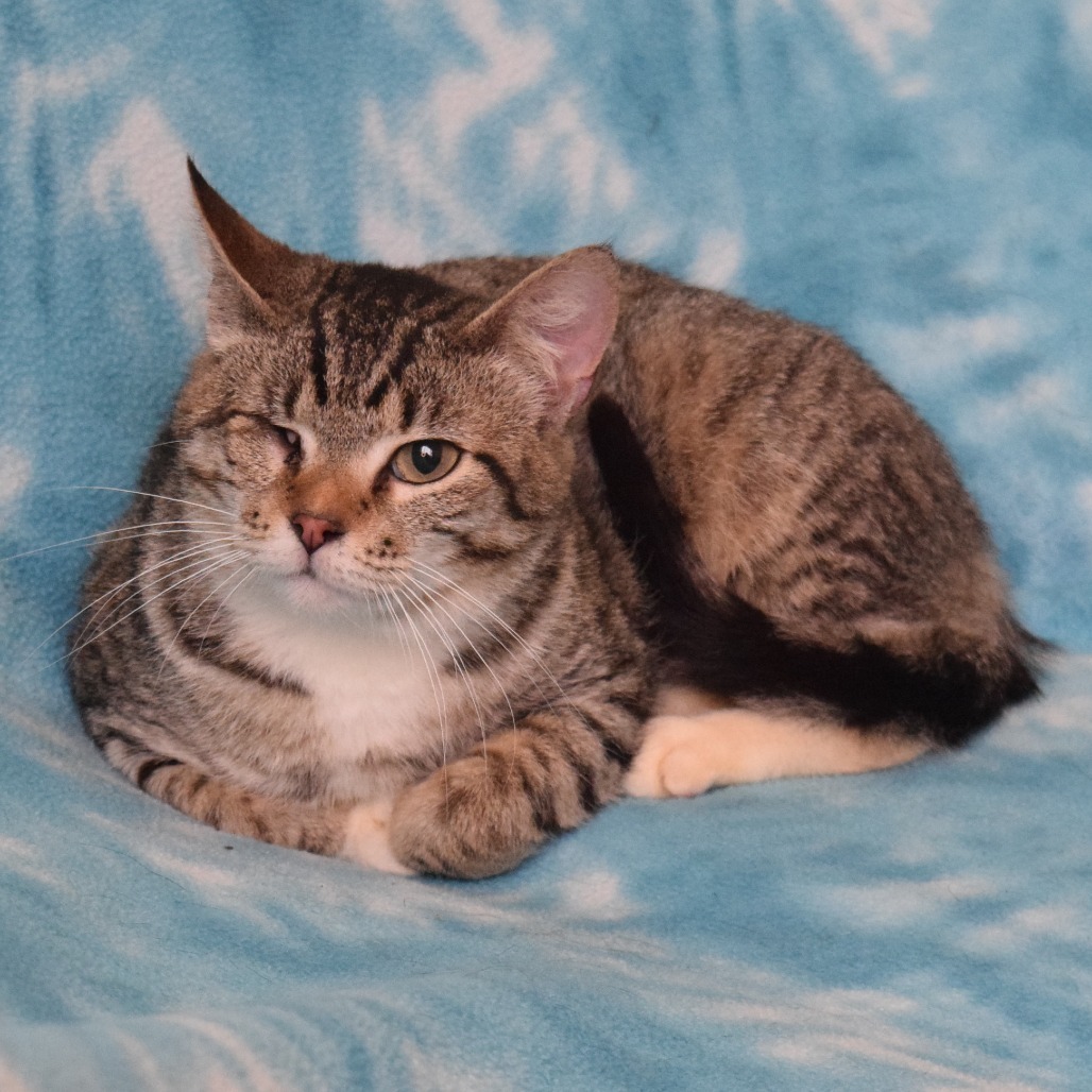 CeeCee, an adoptable Domestic Short Hair in Eureka, CA, 95503 | Photo Image 4