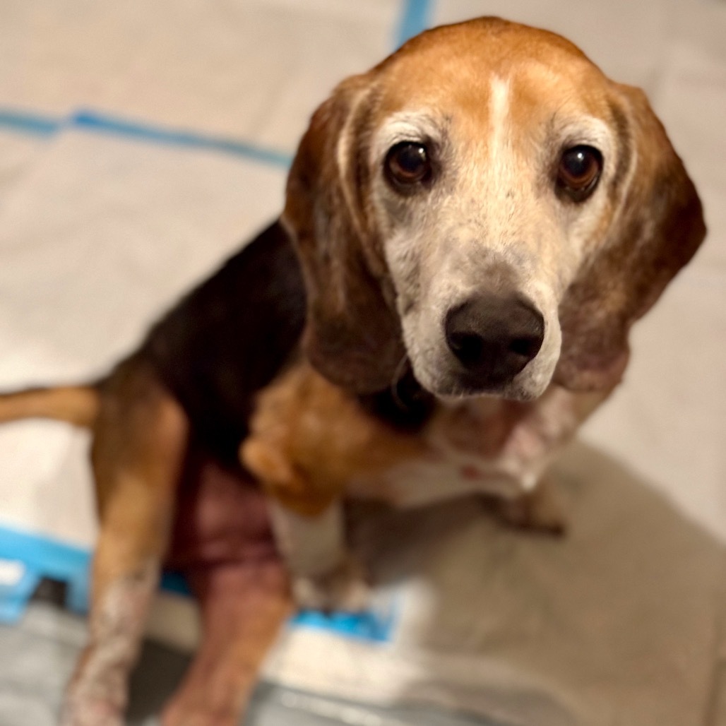 Toby, an adoptable Beagle in Sparks, NV, 89431 | Photo Image 1