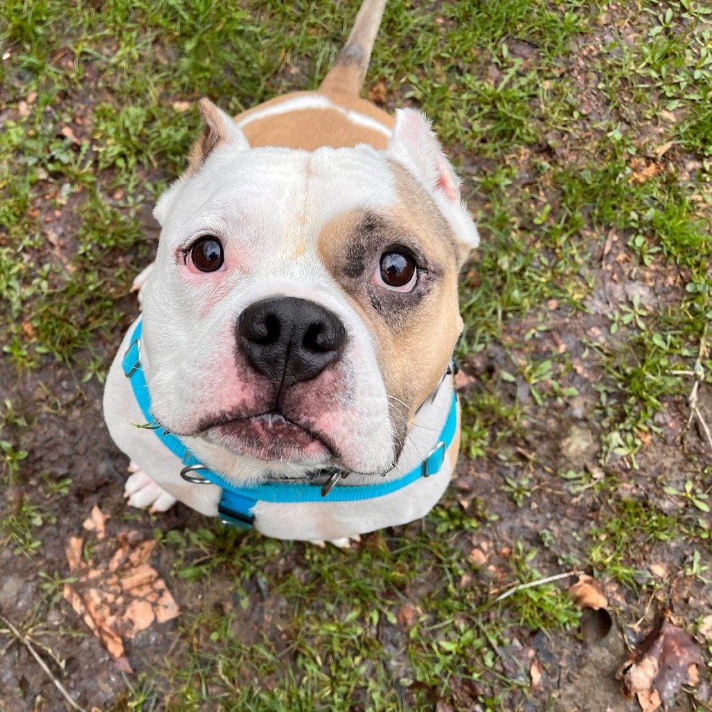 Pudge
