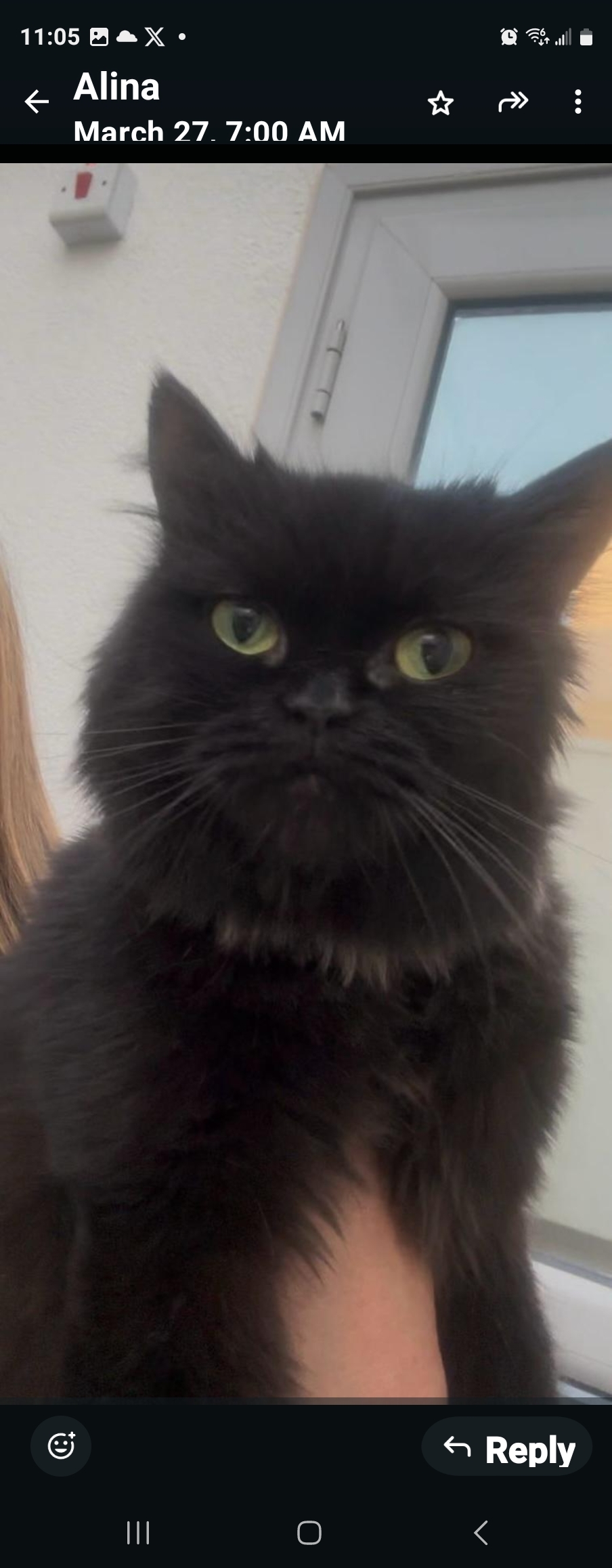NALA, an adoptable Persian in Snow Hill, MD, 21863 | Photo Image 1
