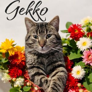 Gekko, Adult Male American Shorthair