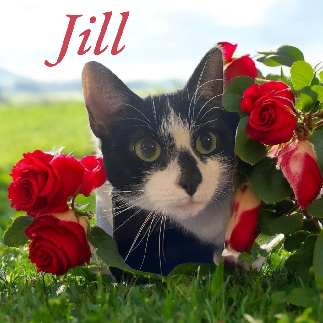Jill