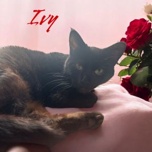 Ivy