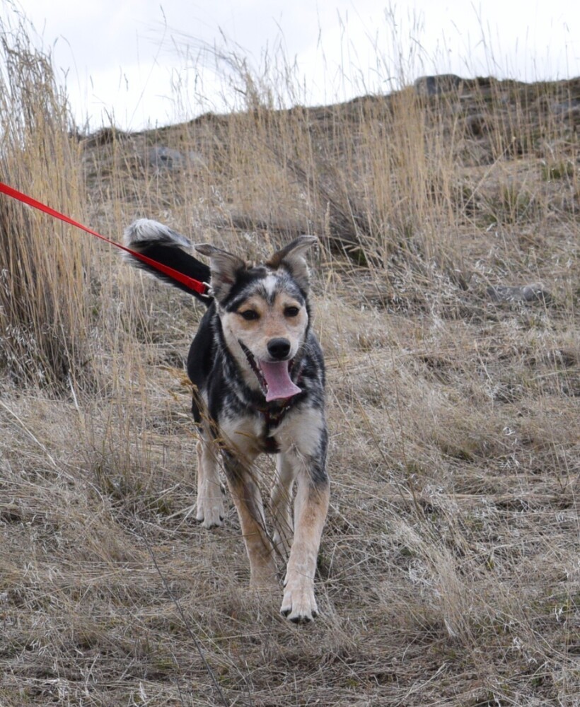 Blaze, an adoptable Australian Cattle Dog / Blue Heeler, Husky in Salmon, ID, 83467 | Photo Image 1