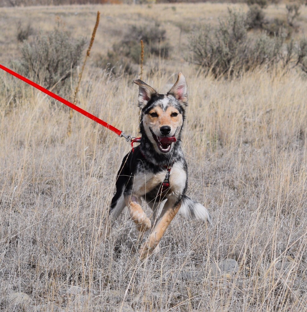 Blaze, an adoptable Australian Cattle Dog / Blue Heeler, Husky in Salmon, ID, 83467 | Photo Image 2