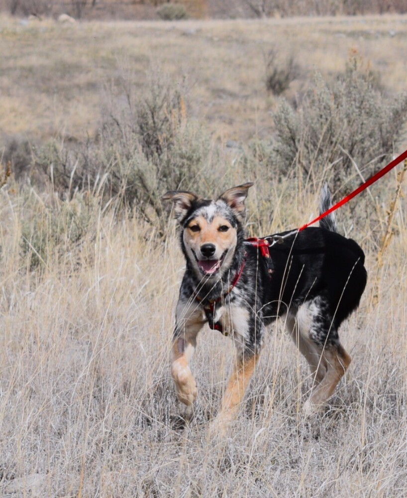 Blaze, an adoptable Australian Cattle Dog / Blue Heeler, Husky in Salmon, ID, 83467 | Photo Image 3