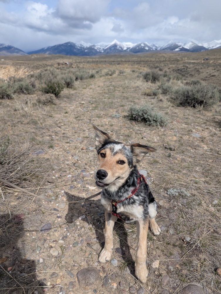 Blaze, an adoptable Australian Cattle Dog / Blue Heeler, Husky in Salmon, ID, 83467 | Photo Image 4