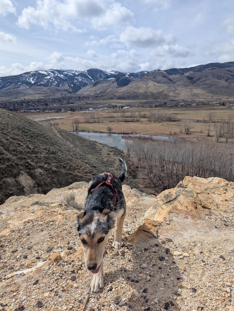 Blaze, an adoptable Australian Cattle Dog / Blue Heeler, Husky in Salmon, ID, 83467 | Photo Image 5