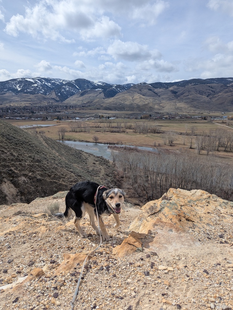 Blaze, an adoptable Australian Cattle Dog / Blue Heeler, Husky in Salmon, ID, 83467 | Photo Image 6
