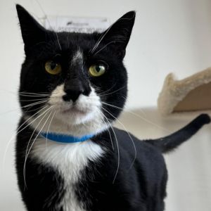 Zee, Adult Male Domestic Short Hair