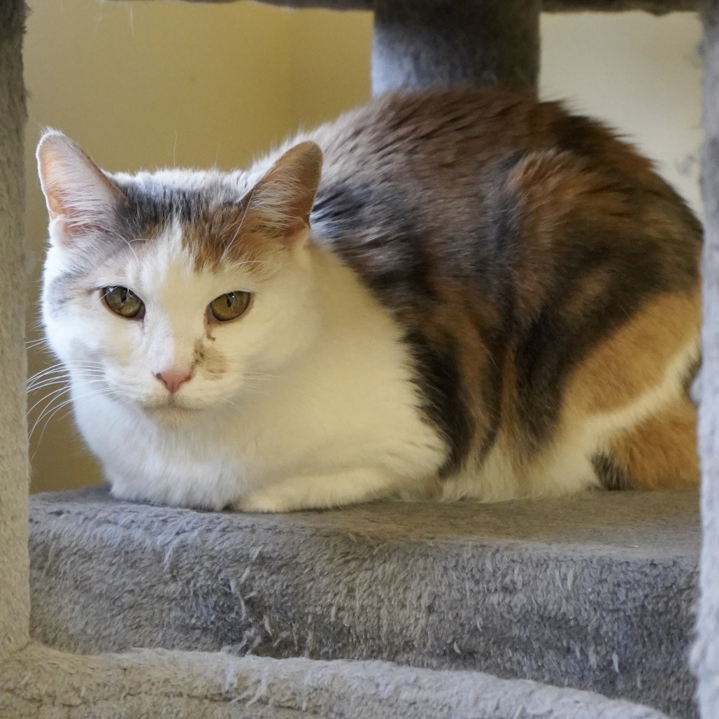 Coco