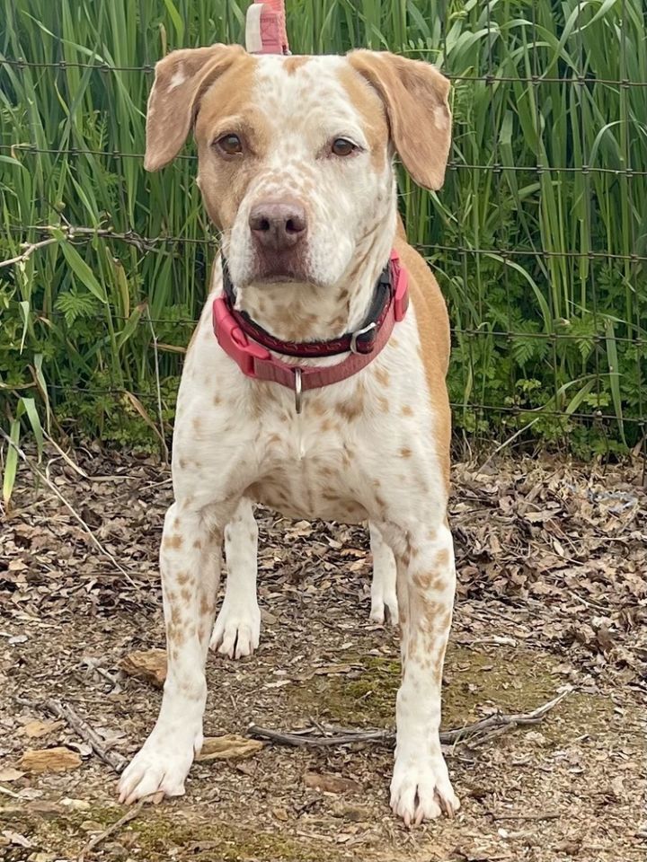 Bella 3