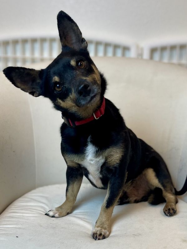 Pet Photo