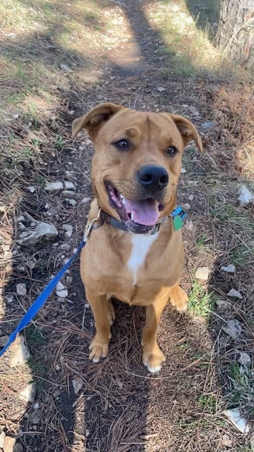 Onyx, an adoptable Mixed Breed in Rapid City, SD, 57702 | Photo Image 1