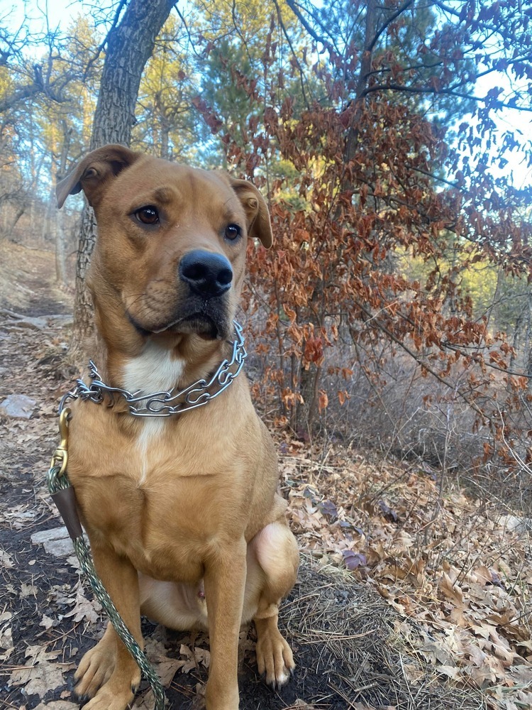 Onyx, an adoptable Mixed Breed in Rapid City, SD, 57702 | Photo Image 2