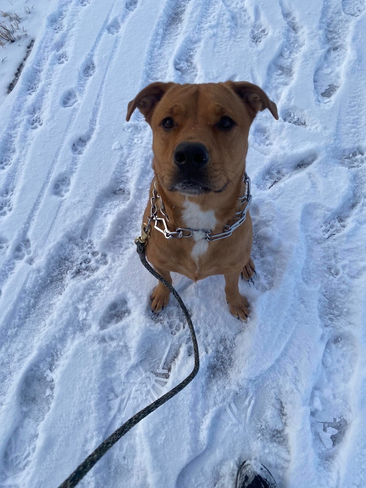 Onyx, an adoptable Mixed Breed in Rapid City, SD, 57702 | Photo Image 3