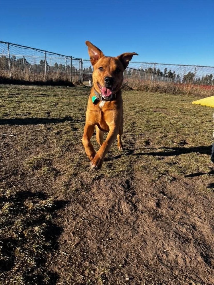 Onyx, an adoptable Mixed Breed in Rapid City, SD, 57702 | Photo Image 5