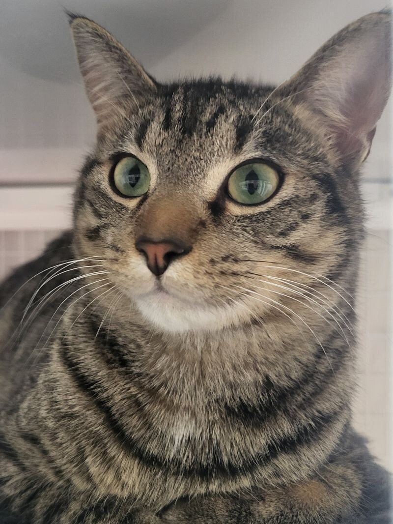Maurice, an adoptable Domestic Short Hair in Diamond Springs, CA, 95619 | Photo Image 1