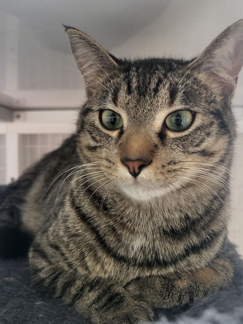 Maurice, an adoptable Domestic Short Hair in Diamond Springs, CA, 95619 | Photo Image 3