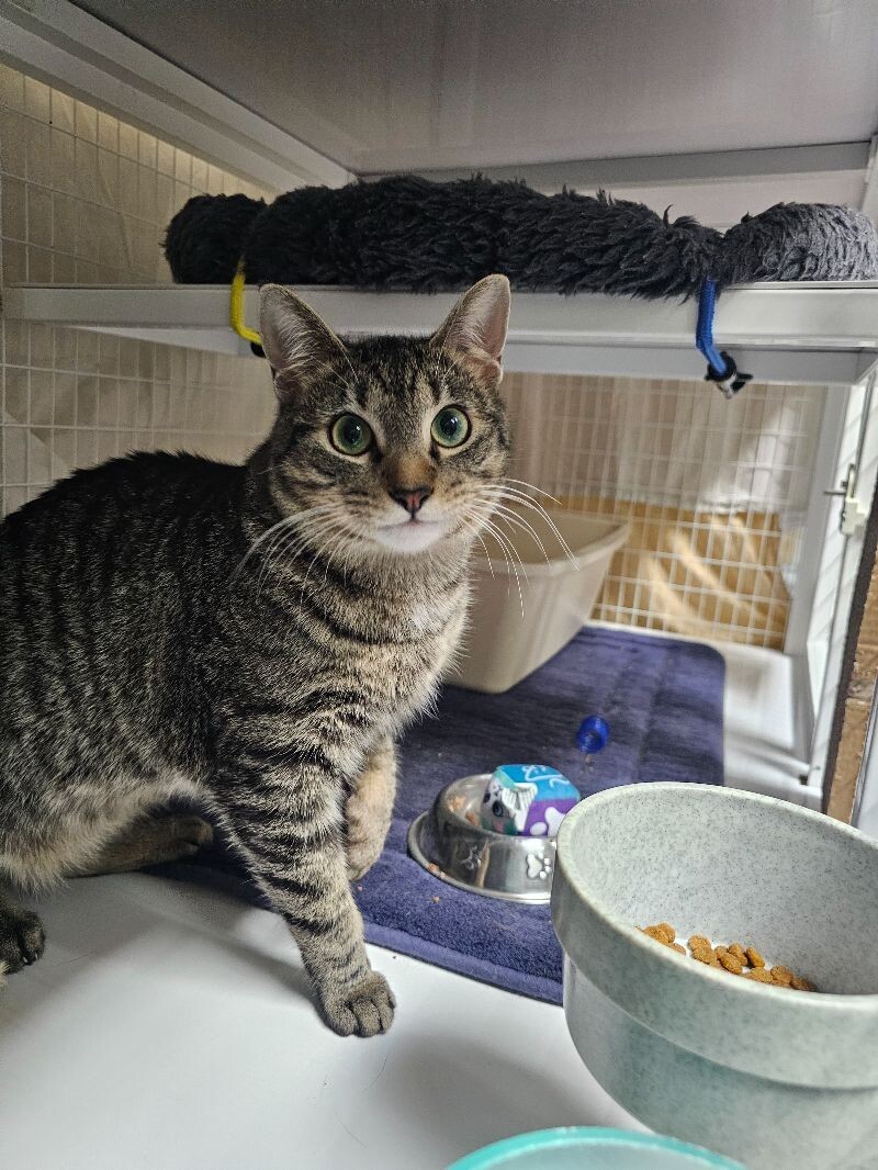 Maurice, an adoptable Domestic Short Hair in Diamond Springs, CA, 95619 | Photo Image 4