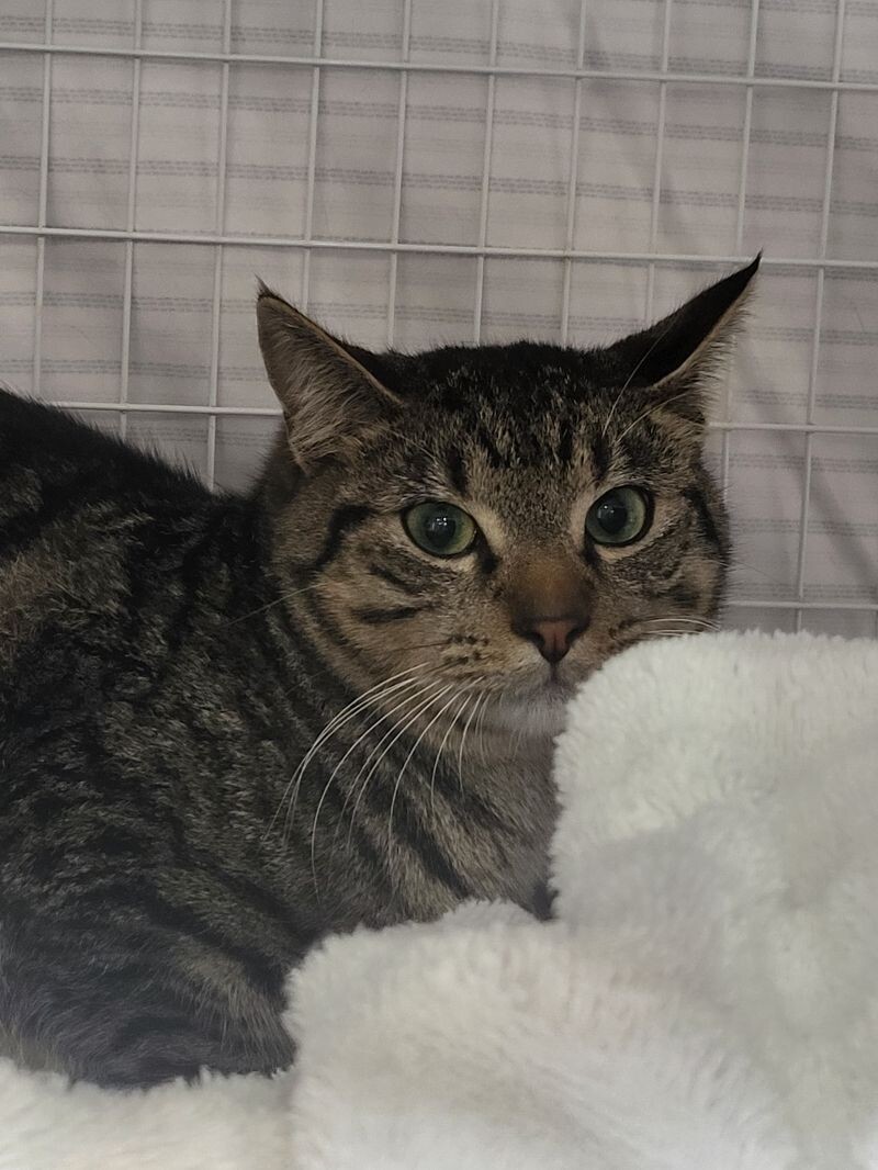 Maurice, an adoptable Domestic Short Hair in Diamond Springs, CA, 95619 | Photo Image 6