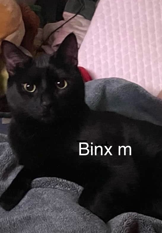 Binx, an adoptable Domestic Short Hair in Bend, OR, 97701 | Photo Image 1