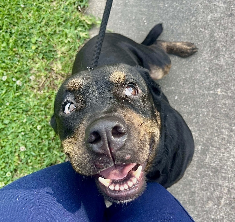 Titan, an adoptable Rottweiler in Halifax, NS, B3J 3A5 | Photo Image 1