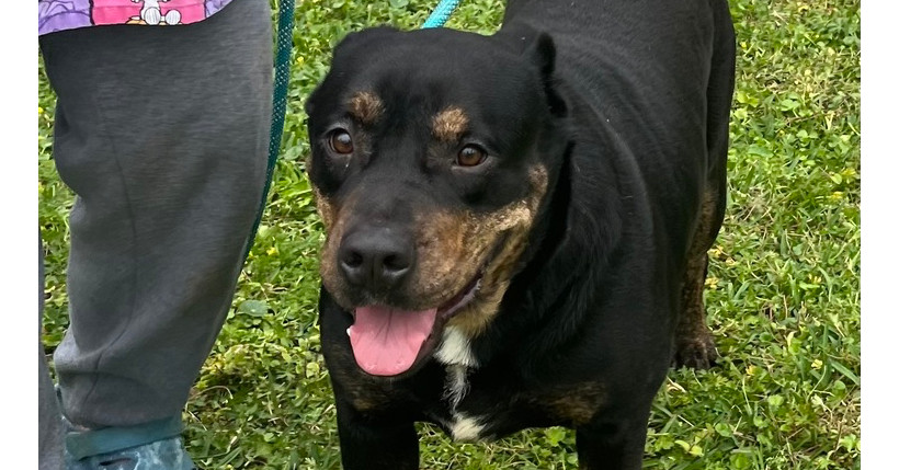 Titan, an adoptable Rottweiler in Halifax, NS, B3J 3A5 | Photo Image 2