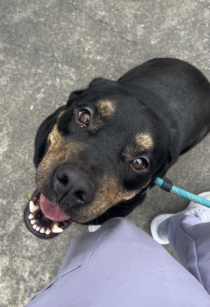 Titan, an adoptable Rottweiler in Halifax, NS, B3J 3A5 | Photo Image 4