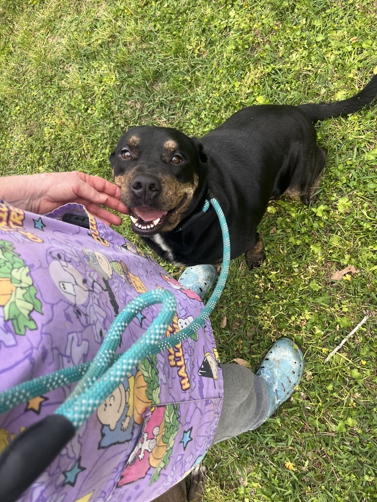 Titan, an adoptable Rottweiler in Halifax, NS, B3J 3A5 | Photo Image 5
