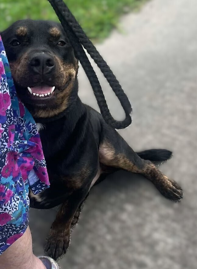 Titan, an adoptable Rottweiler in Halifax, NS, B3J 3A5 | Photo Image 6