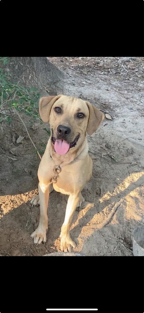 Axel, an adoptable Black Mouth Cur in Rothesay, NB, E2S 1A6 | Photo Image 1
