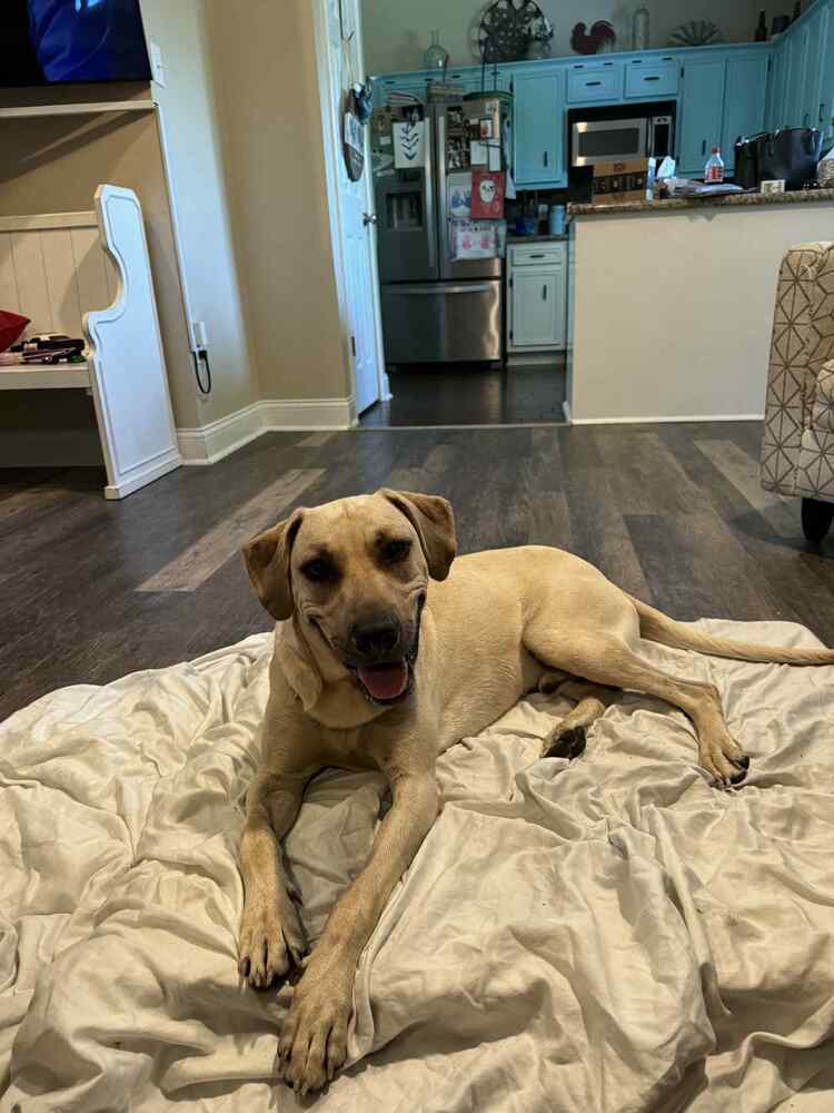 Axel, an adoptable Black Mouth Cur in Rothesay, NB, E2S 1A6 | Photo Image 2