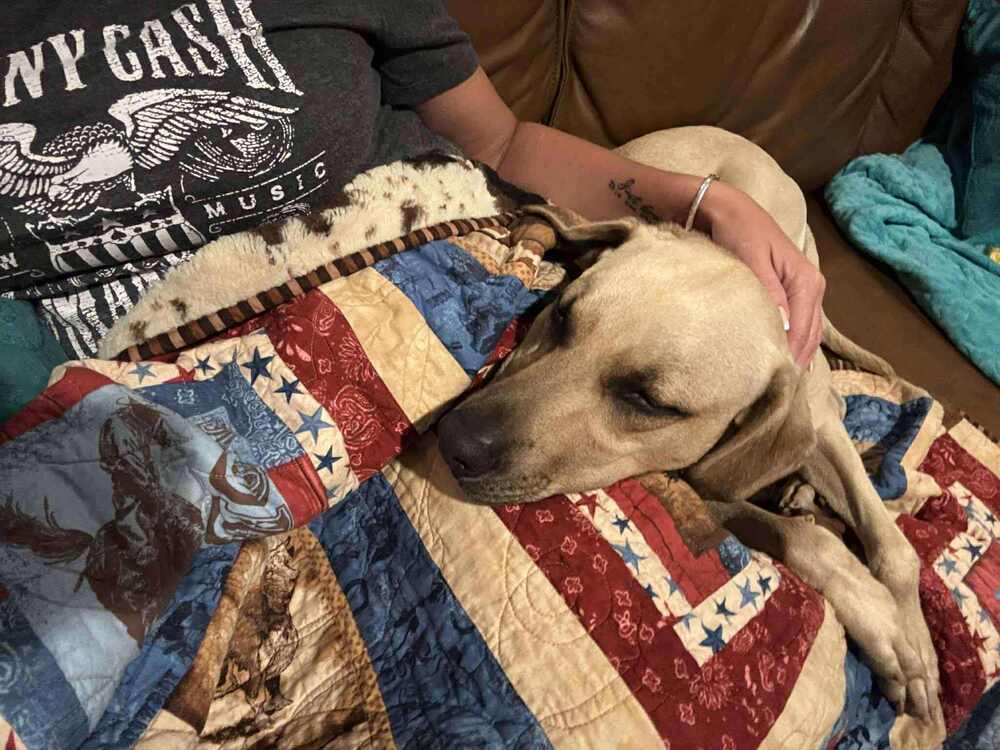 Axel, an adoptable Black Mouth Cur in Rothesay, NB, E2S 1A6 | Photo Image 3