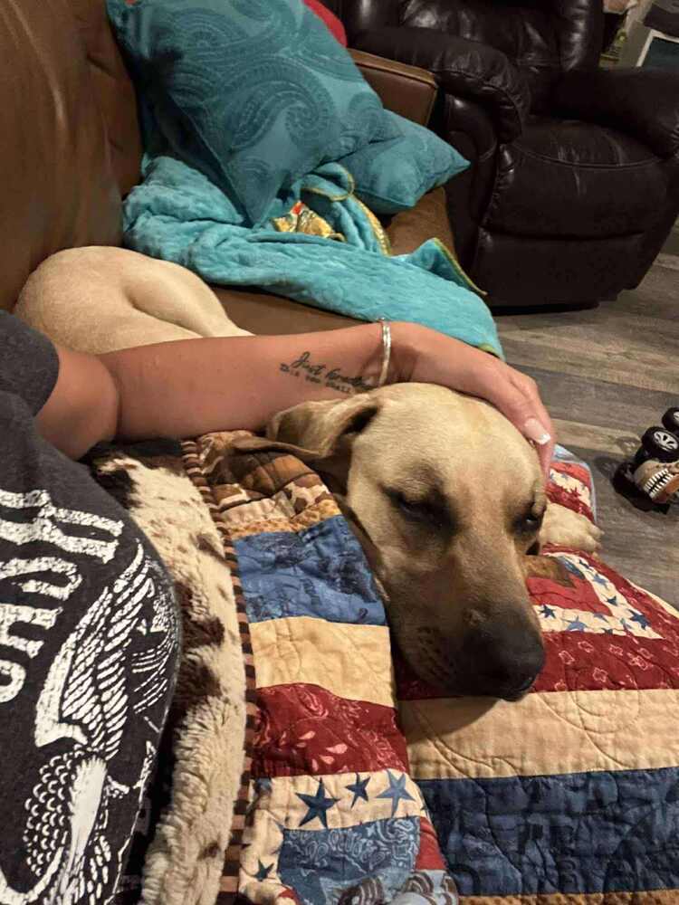 Axel, an adoptable Black Mouth Cur in Rothesay, NB, E2S 1A6 | Photo Image 4