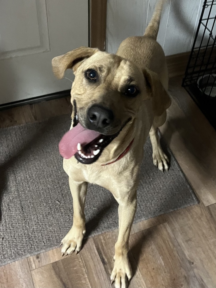Axel, an adoptable Black Mouth Cur in Rothesay, NB, E2S 1A6 | Photo Image 5