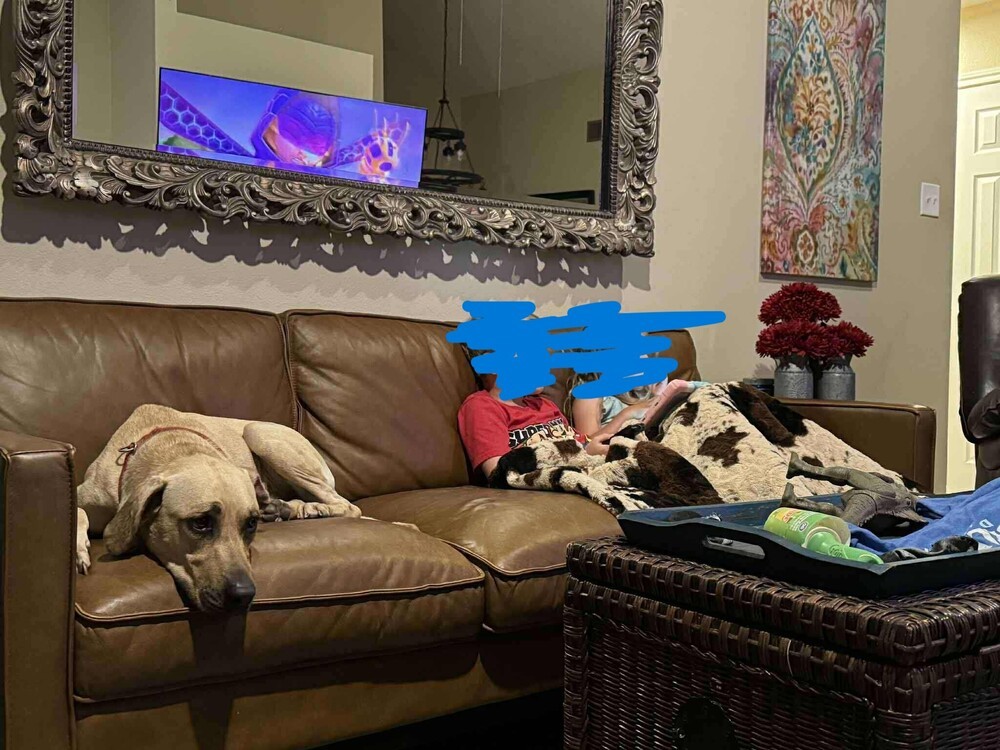 Axel, an adoptable Black Mouth Cur in Rothesay, NB, E2S 1A6 | Photo Image 5