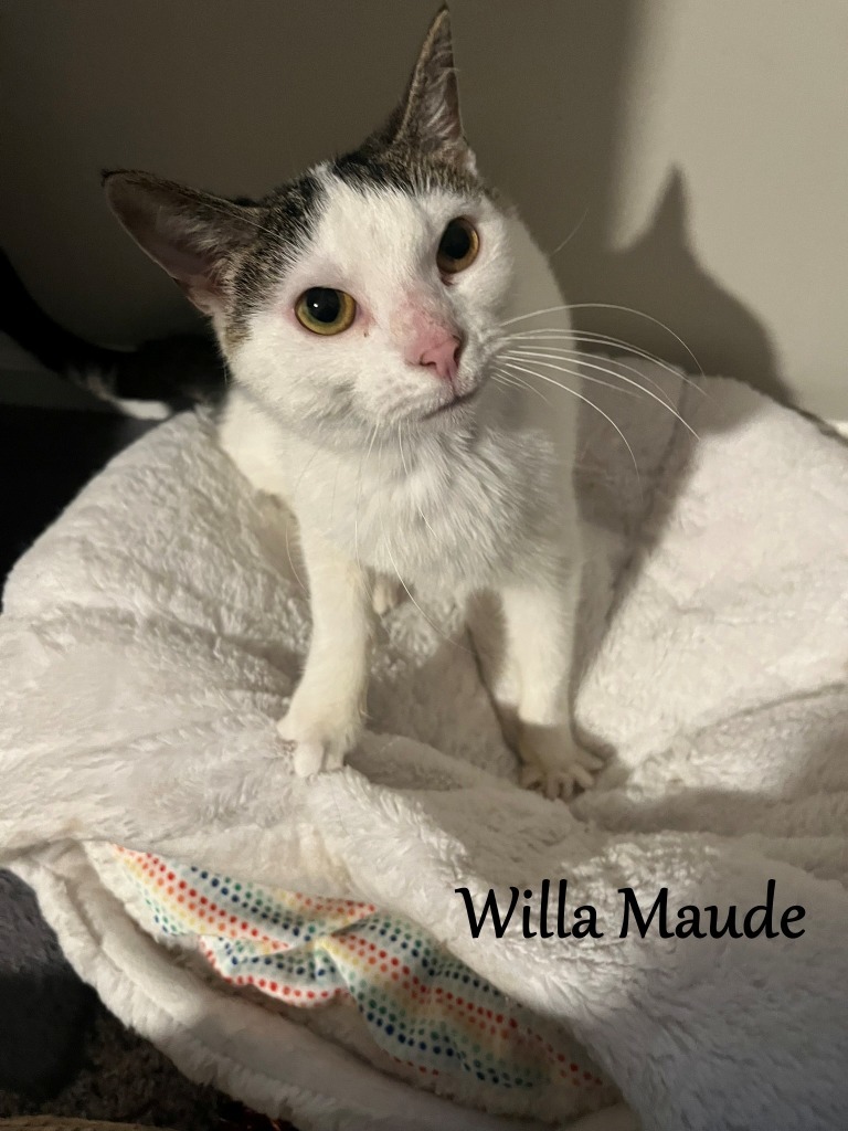 Willa Maude