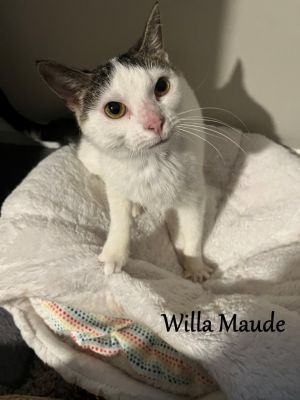 Willa Maude, Young Female Domestic Short Hair