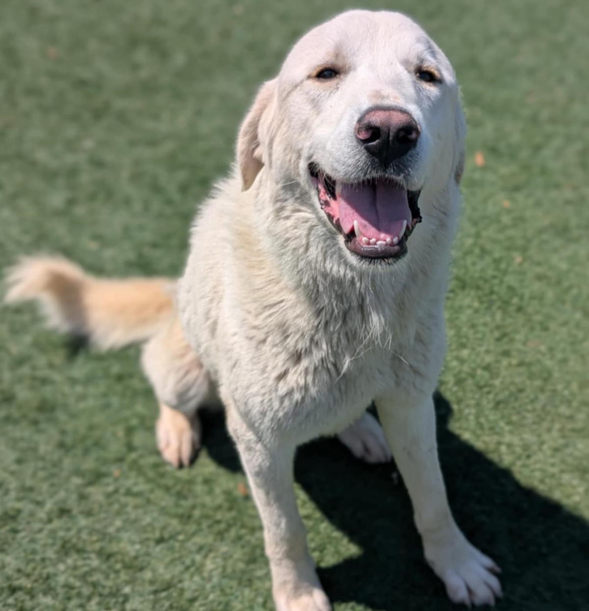 Henry, an adoptable Labrador Retriever, Akbash in Rockwall, TX, 75087 | Photo Image 1