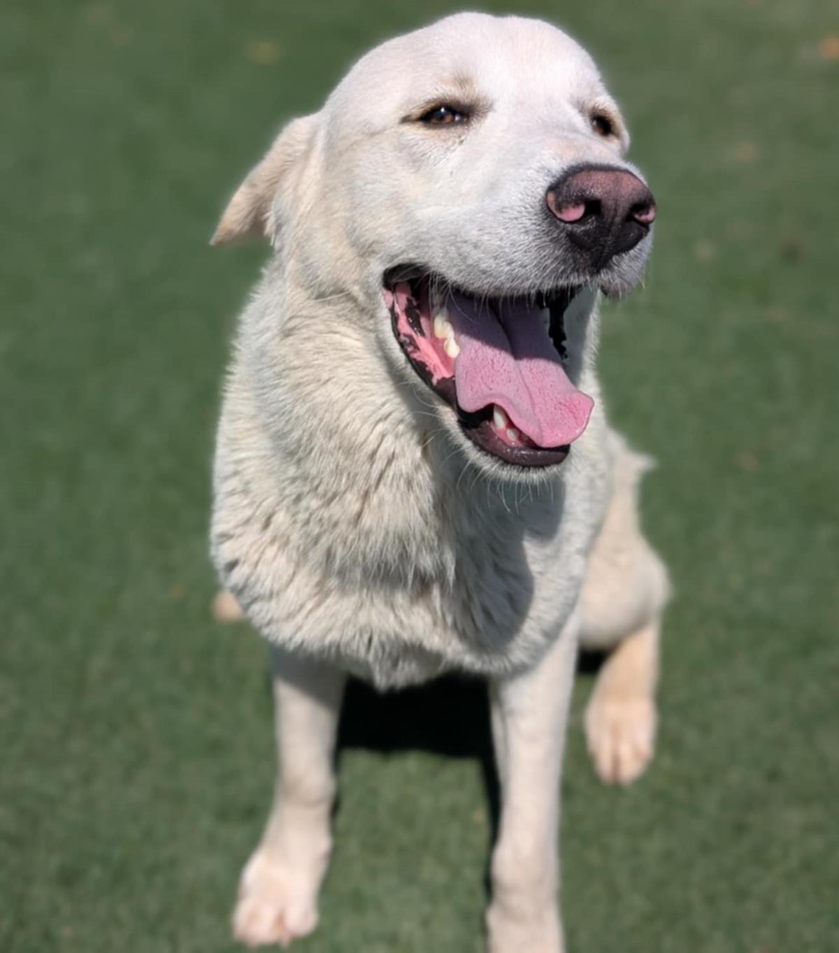 Henry, an adoptable Labrador Retriever, Akbash in Rockwall, TX, 75087 | Photo Image 2