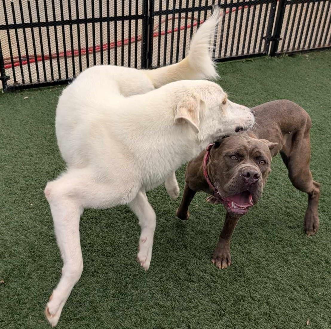 Henry, an adoptable Labrador Retriever, Akbash in Rockwall, TX, 75087 | Photo Image 2