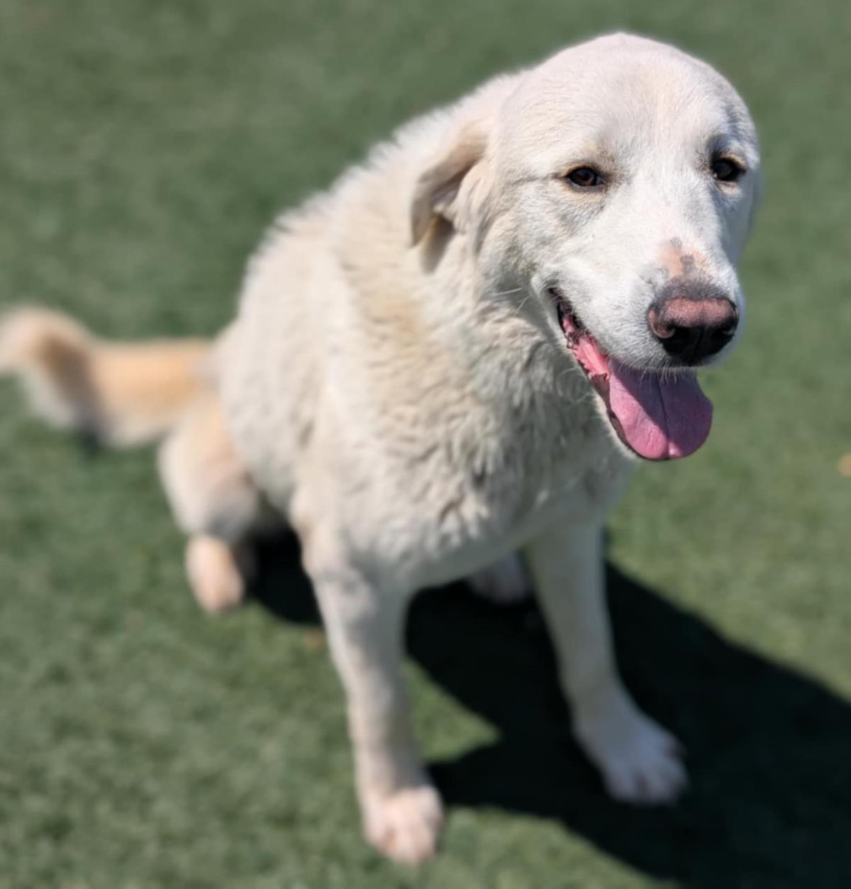 Henry, an adoptable Labrador Retriever, Akbash in Rockwall, TX, 75087 | Photo Image 3