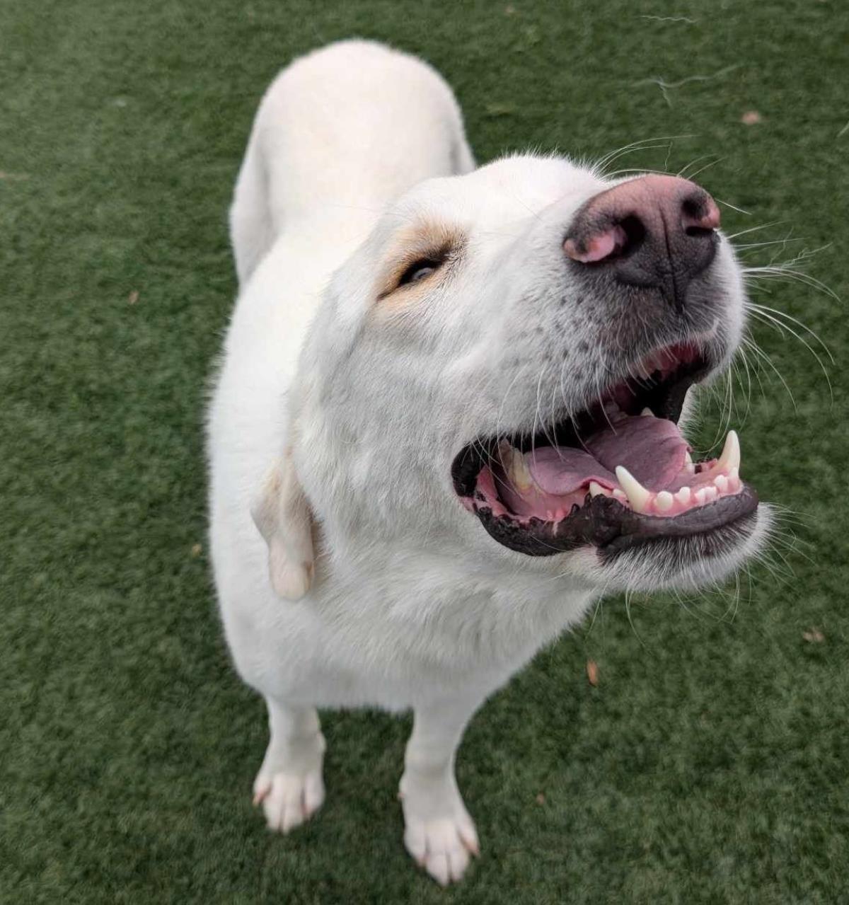 Henry, an adoptable Labrador Retriever, Akbash in Rockwall, TX, 75087 | Photo Image 3