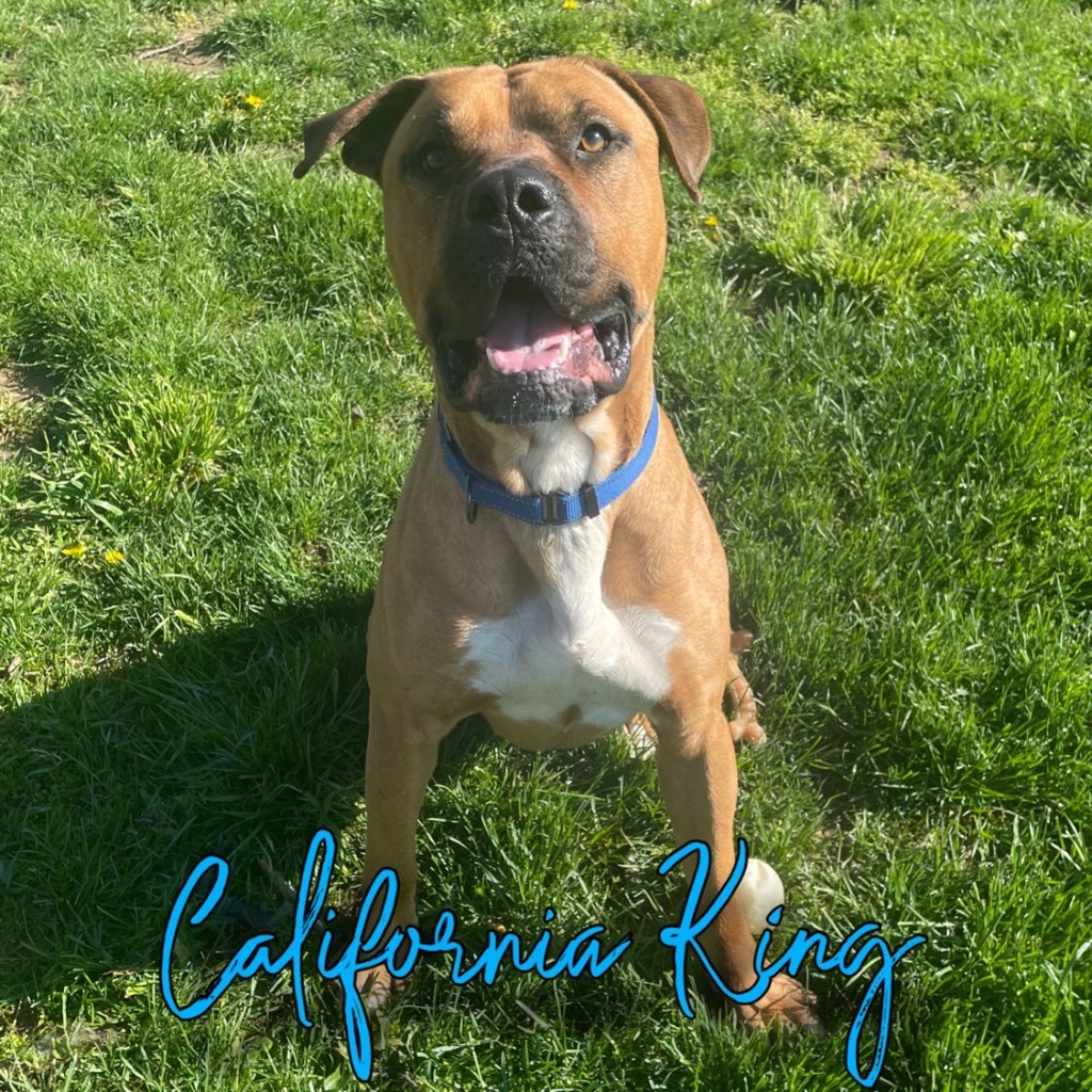 California King, an adoptable Bullmastiff, Boxer in Hillsboro, OH, 45133 | Photo Image 1