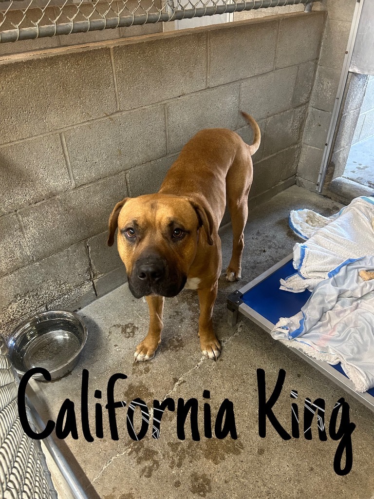 California King, an adoptable Bullmastiff, Boxer in Hillsboro, OH, 45133 | Photo Image 2