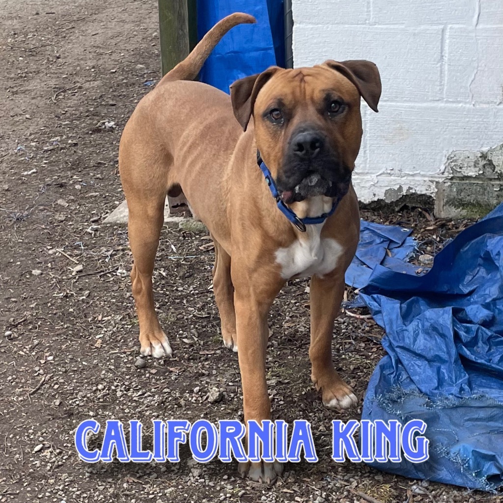 California King, an adoptable Bullmastiff, Boxer in Hillsboro, OH, 45133 | Photo Image 3