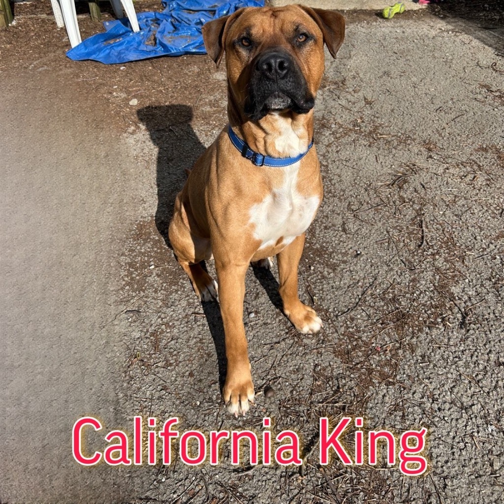 California King, an adoptable Bullmastiff, Boxer in Hillsboro, OH, 45133 | Photo Image 4