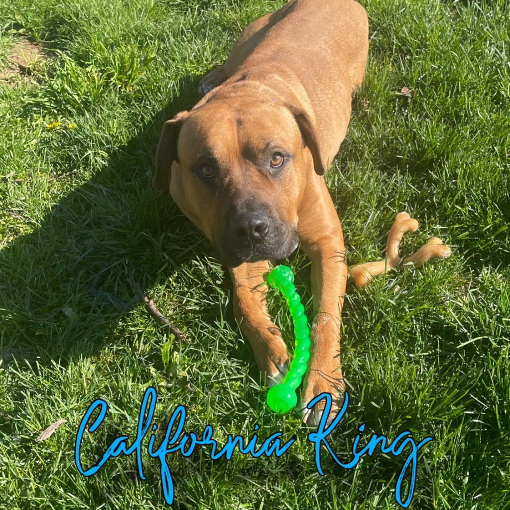 California King, an adoptable Bullmastiff, Boxer in Hillsboro, OH, 45133 | Photo Image 5